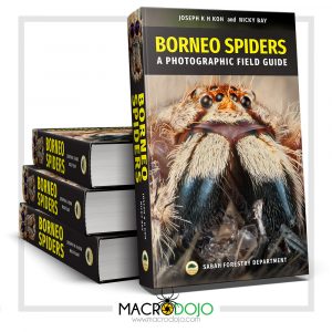 Borneo Spiders - A Photographic Field Guide (2019)