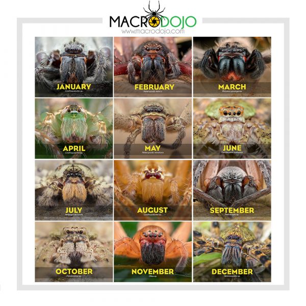 2019 Calendar - Huntsman Spiders - Image 2