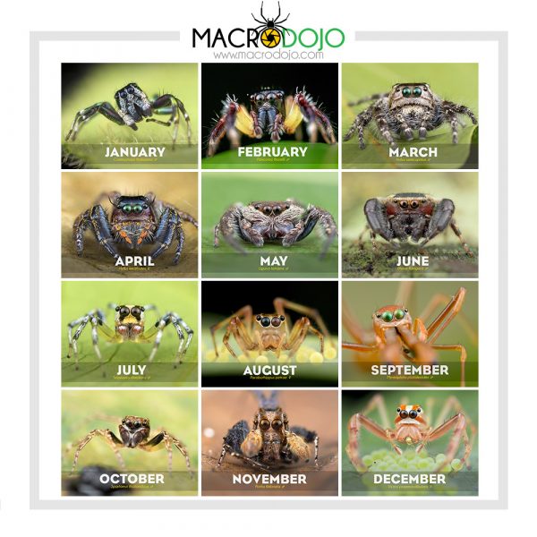 2019 Calendar - Jumping Spiders - Image 3