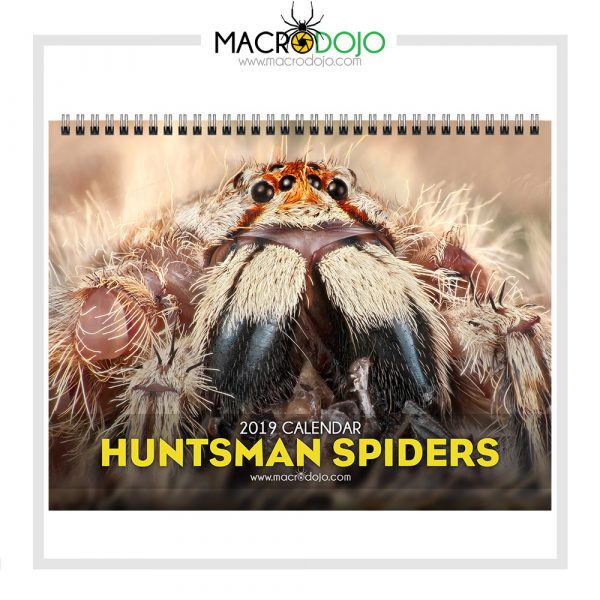 2019 Calendar - Huntsman Spiders - Image 3