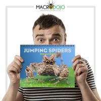 2019 Calendar - Jumping Spiders