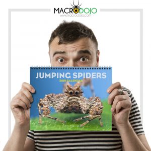 2019 Calendar - Jumping Spiders