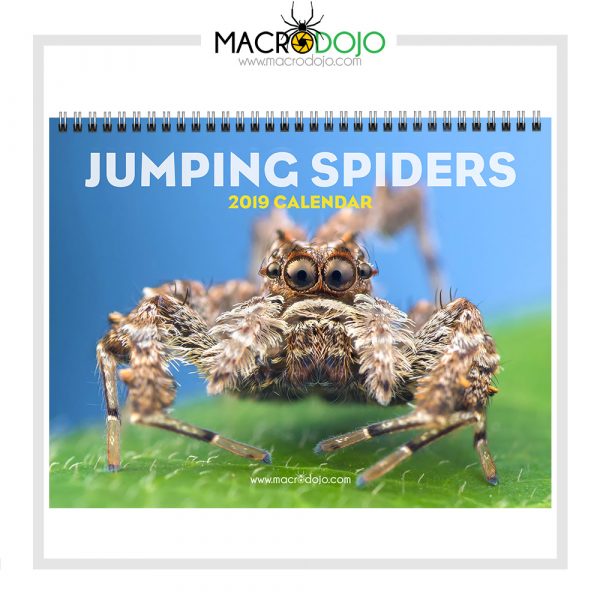2019 Calendar - Jumping Spiders - Image 2