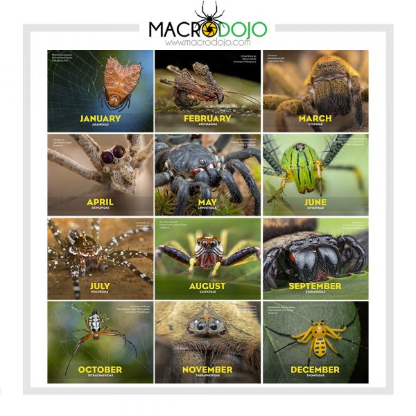 Spiders - A 2019 Calendar by Nicky Bay - Image 2